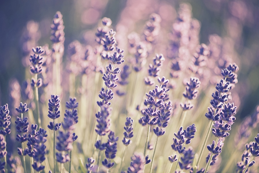 bigstock-Lavender-bushes-closeup-on-sun-173892148_CFP